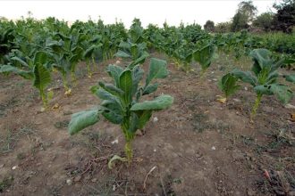 Πάτρα: "Εργαλεία χρηματοδότησης της καινοτομίας στον Αγροδιατροφικό τομέα"