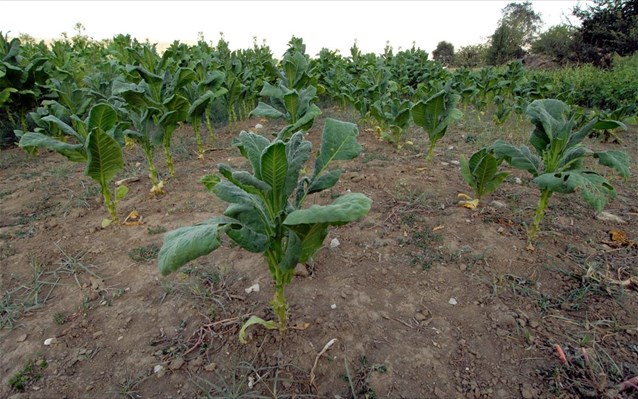 Πάτρα: "Εργαλεία χρηματοδότησης της καινοτομίας στον Αγροδιατροφικό τομέα"