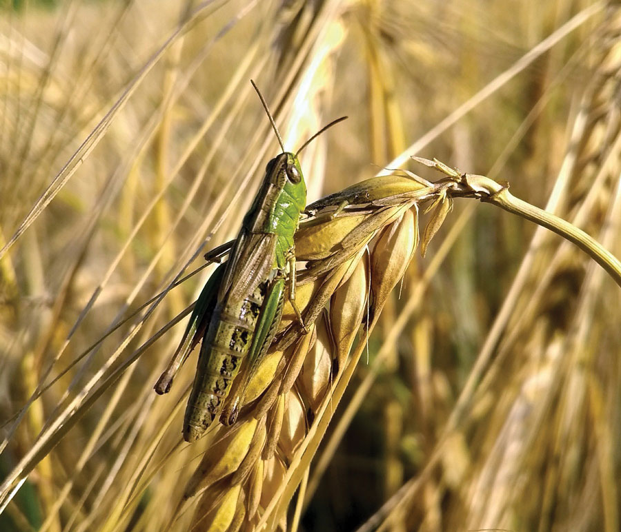 Κηρύχθηκαν ακριδόπληκτες περιοχές στην Αχαΐα για ενδεχόμενη προσβολή καλλιεργειών
