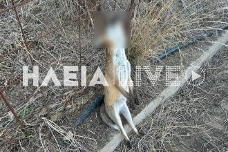 Κτηνωδία στον Πύργο: Κρέμασαν αλεπού σε περίφραξη - ΦΩΤΟ