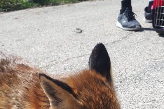 Αχαΐα: Δηλητηρίασαν αλεπουδάκι... Δυστυχώς δεν άντεξε -ΦΩΤΟ