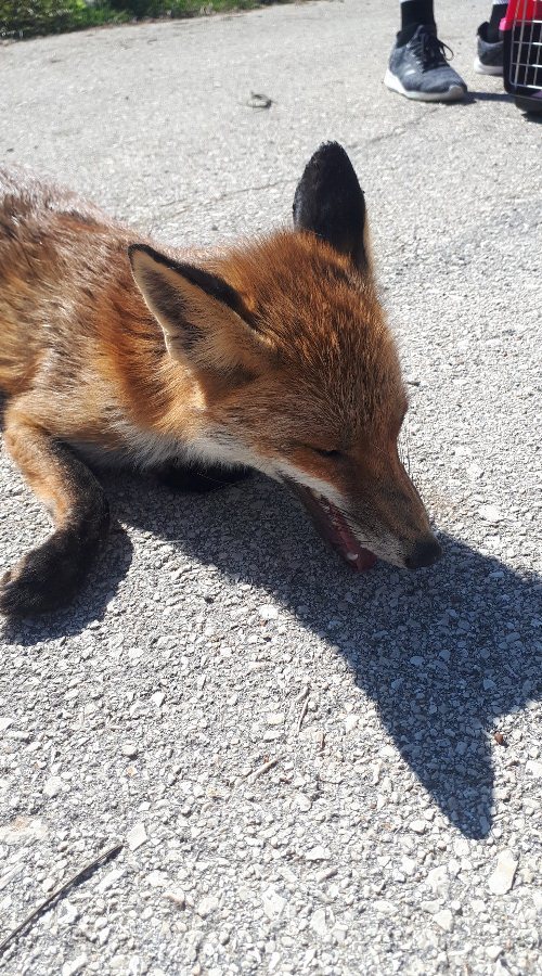 Αχαΐα: Δηλητηρίασαν αλεπουδάκι... Δυστυχώς δεν άντεξε -ΦΩΤΟ