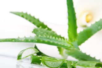 Αλόη: Ένα καλλυντικό σε γλάστρα
