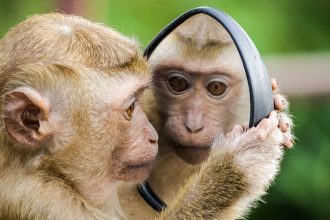 Έχουν συνείδηση ​​τα ζώα; Μια νέα έρευνα αλλάζει τα δεδομένα