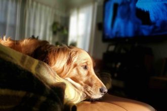 Aφήνετε στο κατοικίδιό σας την τηλεόραση ανοιχτή όταν λείπετε; Πλεονεκτήματα & μειονεκτήματα