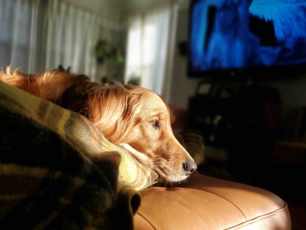 Aφήνετε στο κατοικίδιό σας την τηλεόραση ανοιχτή όταν λείπετε; Πλεονεκτήματα & μειονεκτήματα