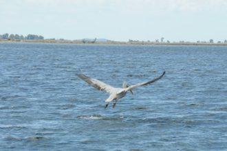 Στροφυλιά: 1η συνάντηση δικτύωσης για τους Αργυροπελεκάνους