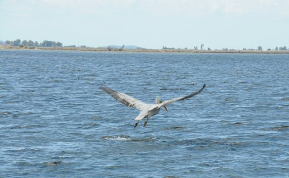 Στροφυλιά: 1η συνάντηση δικτύωσης για τους Αργυροπελεκάνους