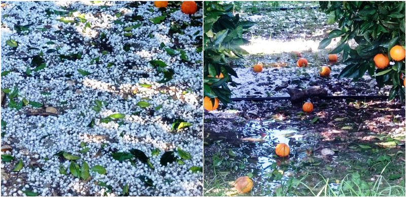 Εκτεταμένες καταστροφές από τα ακραία καιρικά φαινόμενα στον δήμο Ανδρίτσαινας - Κρεστένων