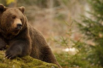 Αρκούδες βγαίνουν για... βόλτα στην Καστοριά - «Έρχονται γιατί ωρίμασαν τα κεράσια» λένε οι κάτοικοι