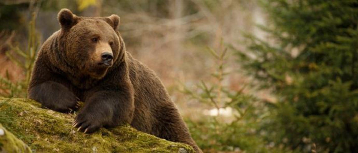 Αρκούδες βγαίνουν για... βόλτα στην Καστοριά - «Έρχονται γιατί ωρίμασαν τα κεράσια» λένε οι κάτοικοι