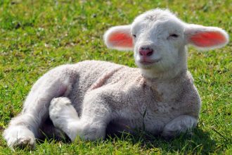 Κάλεσαν την Αστυνομία για… αρνί που βέλαζε όλη την νύχτα