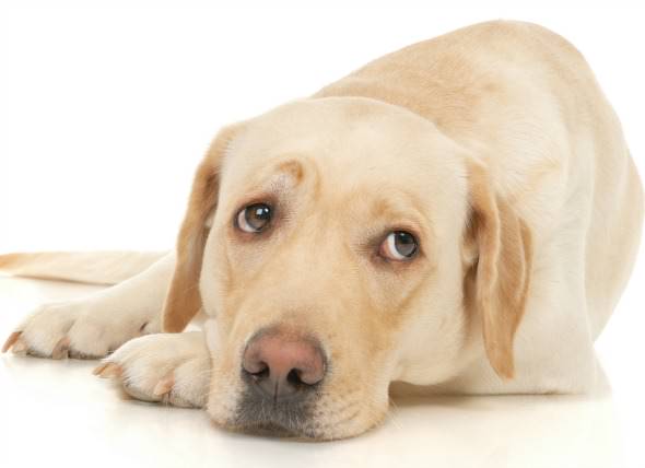 Η ασθένεια που προσβάλλει 1 στους 5 σκύλους άνω του ενός έτους - Συμπτώματα και τρόποι αντιμετώπισης