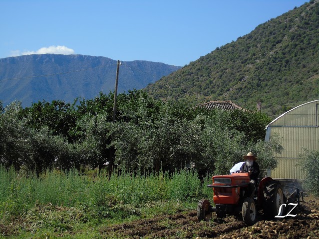 Ποιος Μητροπολίτης ανέβηκε σε τρακτέρ και πήγε στο χωράφι να μαζέψει πατάτες - ΦΩΤΟΓΡΑΦΙΕΣ