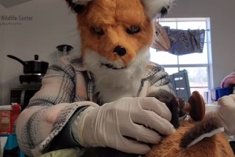 Ταΐζουν νεογέννητο ορφανό αλεπουδάκι με μάσκα για να μην συνηθίσει τα ανθρώπινα πρόσωπα