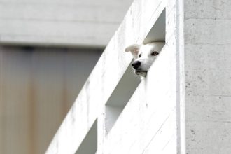 Πώς θα αποφύγετε τα ατυχήματα του σκύλου στο μπαλκόνι
