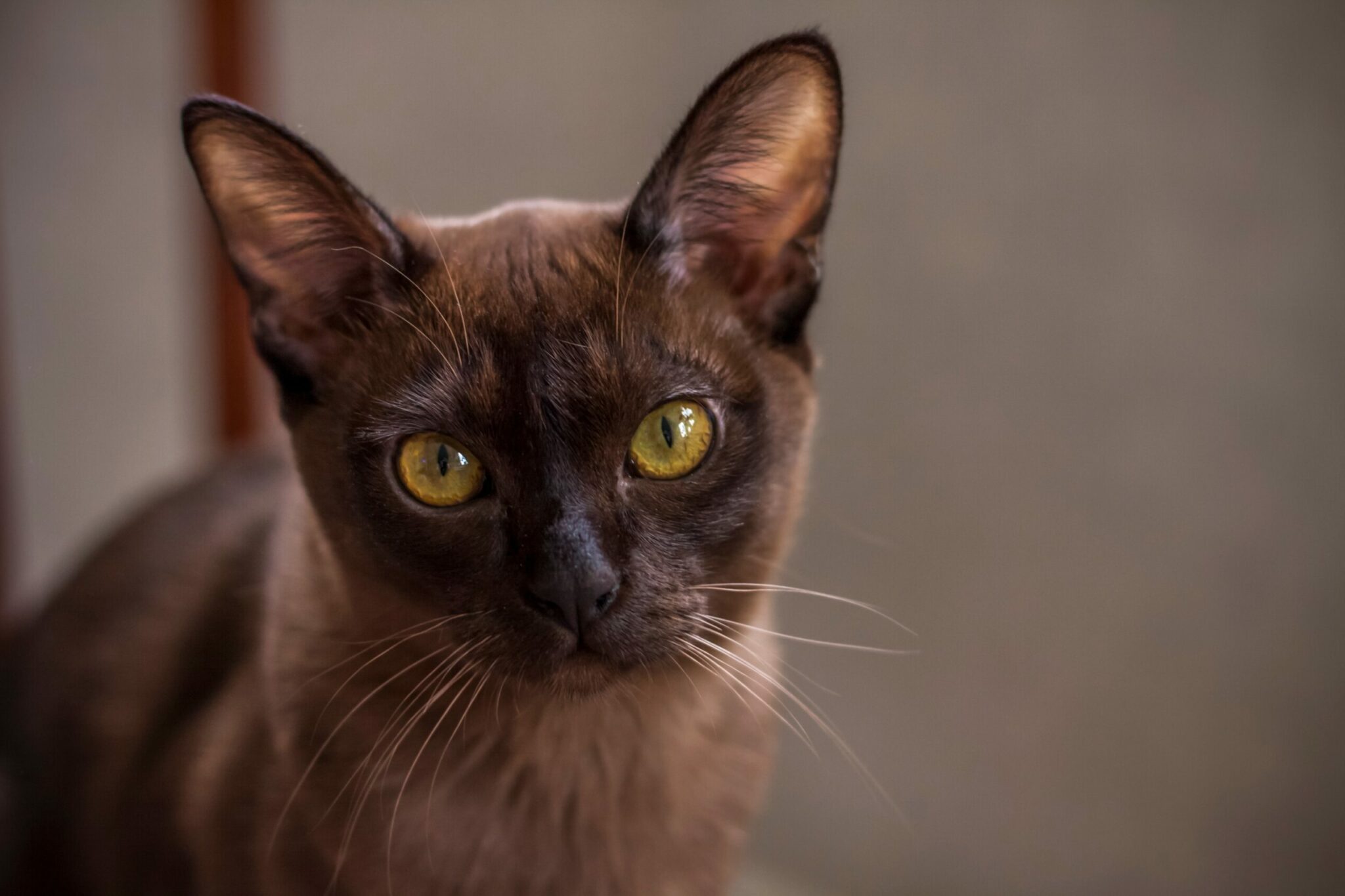 Σε ποιες φυλές ανήκουν οι σπάνιες καφέ γάτες