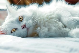 Το θεραπευτικό γουργουρητό της γάτας