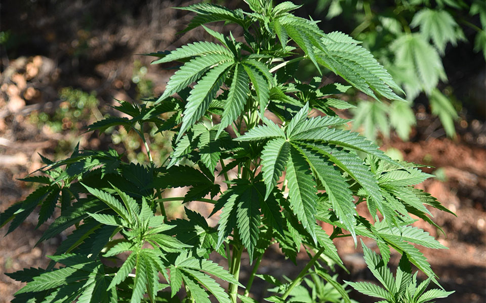 Αίγιο: Καλλιεργούσε κάνναβη στο σπίτι του