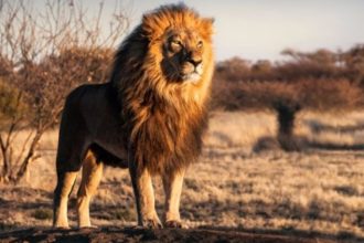 Πώς ένα μυρμήγκι νίκησε τα λιοντάρια της Αφρικής