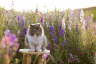 Clicker training: Ένας διασκεδαστικός τρόπος να εκπαιδεύσετε την γάτα σας