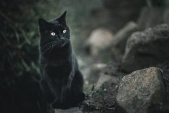Γάτα Βομβάης: Γνωρίστε καλύτερα τη σπάνια φυλή με το γυαλιστερό τρίχωμα