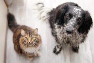 Διαθέσιμα στο Gov.gr Wallet τα στοιχεία των ζώων συντροφιάς