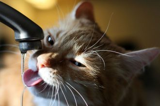 Τρεις συμβουλές για να προστατεύσεις τη γάτα σου από τη ζέστη