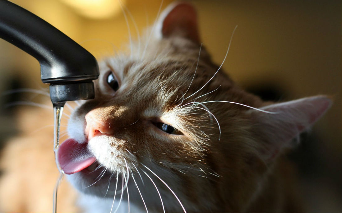 Τρεις συμβουλές για να προστατεύσεις τη γάτα σου από τη ζέστη