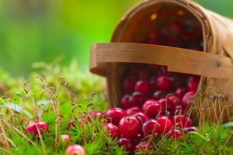 Κράνμπερι: το νέο αντιβιοτικό