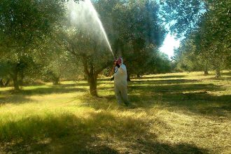 Ψεκασμός δακοκτονίας σε περιοχές της Π.Ε Αχαΐας, την 1η Σεπτεμβρίου 2025
