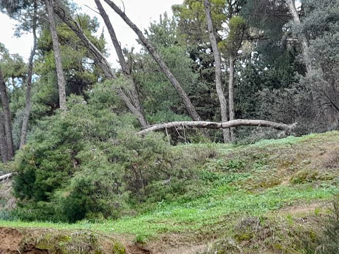 ΟΙΚΙΠΑ: Σε κίνδυνο το Δασύλλιο της Πάτρας