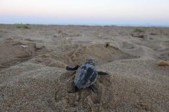 Εκκόλαψη νεοσσών θαλάσσιας χελώνας Caretta caretta στις παραλίες του Πάρκου Κοτυχίου-Στροφυλιάς