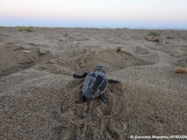 Εκκόλαψη νεοσσών θαλάσσιας χελώνας Caretta caretta στις παραλίες του Πάρκου Κοτυχίου-Στροφυλιάς