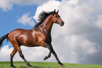 10 ενδιαφέροντα πράγματα που ίσως δεν γνώριζες για τα άλογα