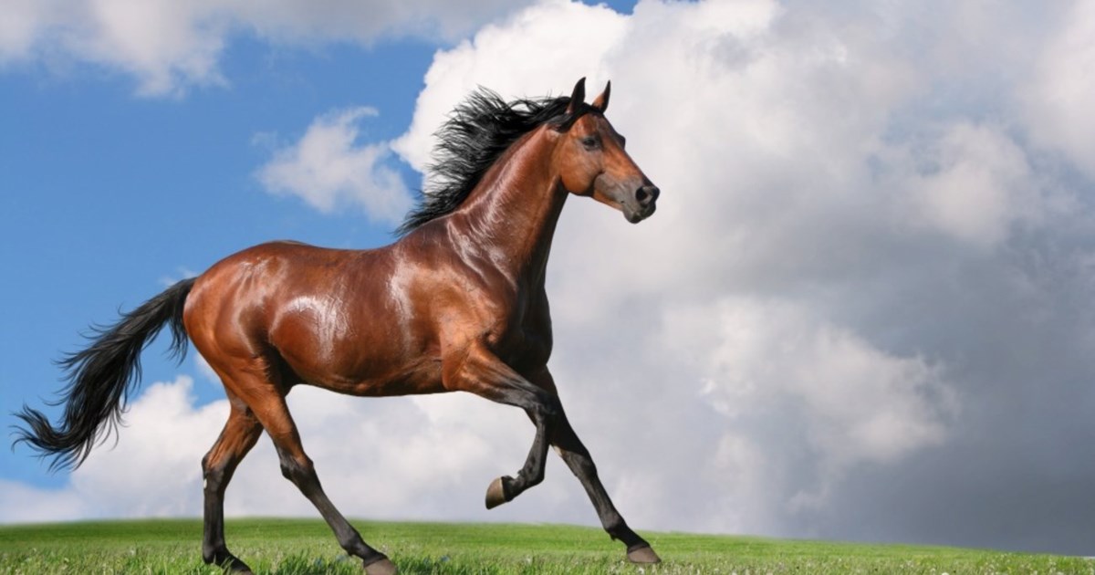 10 ενδιαφέροντα πράγματα που ίσως δεν γνώριζες για τα άλογα