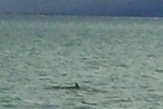 Βίντεο Θεοδωρικάκου από διάσωση δελφινιού στον Έβρο από συνοριοφύλακες