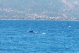 Ναύπακτος: Δελφίνια “παίζουν” πολύ κοντά στην παραλία της Ψανής! ΒΙΝΤΕΟ