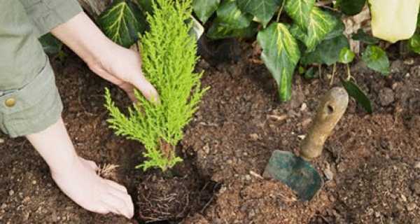 Πάτρα - Ακταίο: Δενδροφύτευση της παραλιακής ζώνης την Πέμπτη