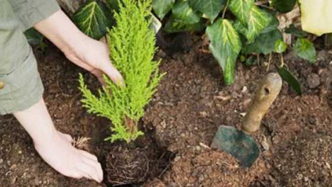 Πάτρα: Το Σάββατο η δενδροφύτευση στον Κόκκινο Μύλο