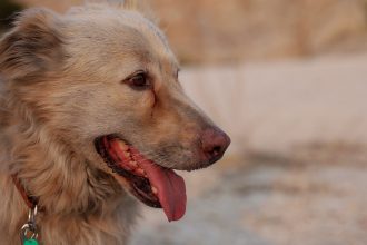 Καταγγελία για κακοποίηση ζώου από δικαστικό επιμελητή