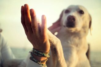 Τι μας λένε τα σκυλιά μας; Μαθαίνοντας τη γλώσσα των κατοικίδιων μας