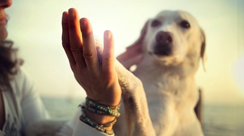 Τι μας λένε τα σκυλιά μας; Μαθαίνοντας τη γλώσσα των κατοικίδιων μας