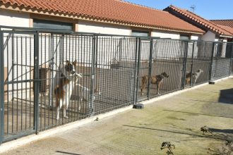 Πανελλήνια σχολική ημέρα φιλοζωίας - Ενημερωτική τηλεσυνάντηση από τον Δήμο