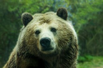 Η Σουηδία θα σκοτώσει το 20% των καφέ αρκούδων της