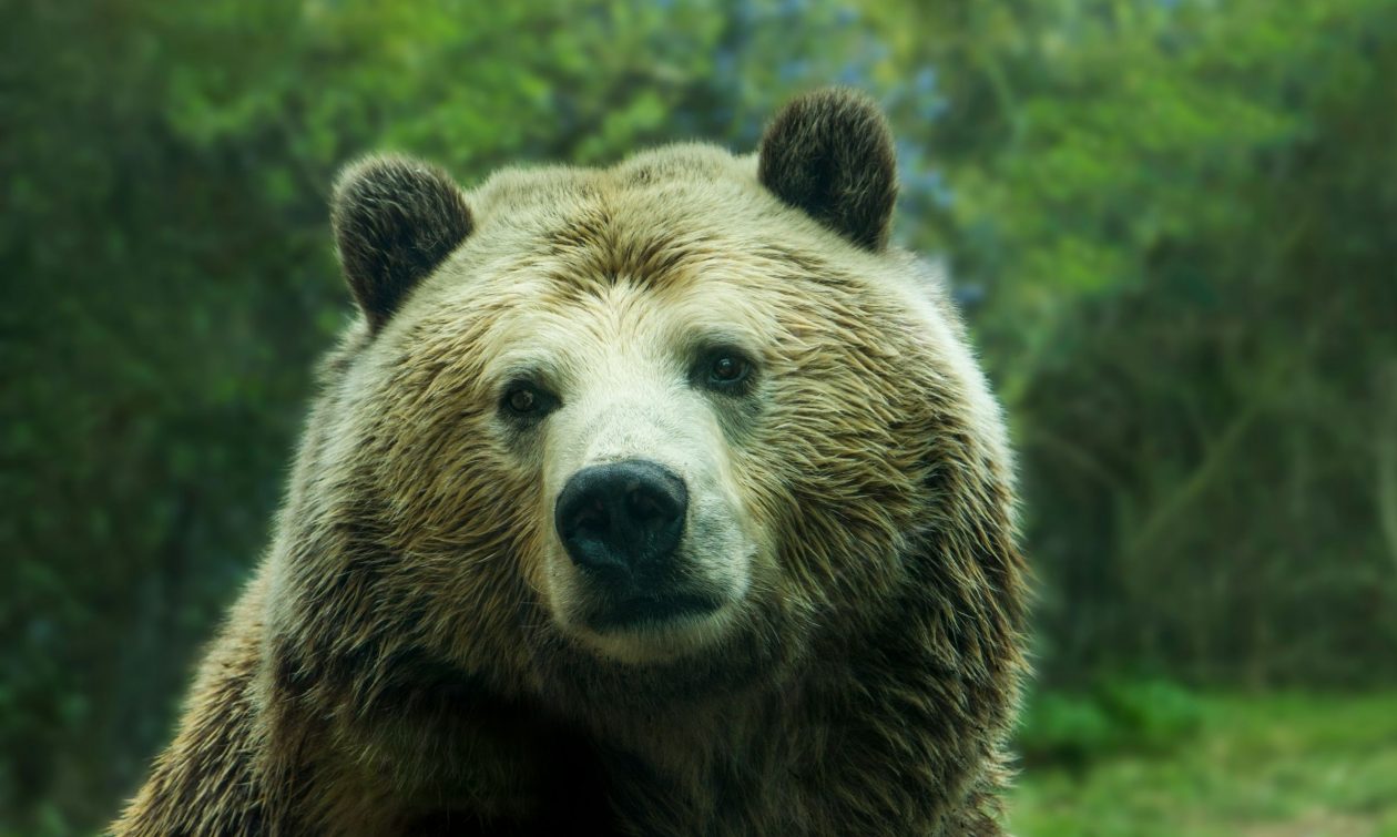 Η Σουηδία θα σκοτώσει το 20% των καφέ αρκούδων της