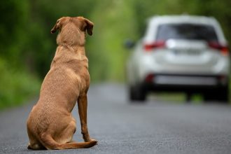 Χτύπησες γάτα ή σκύλο με το αυτοκίνητο - To υψηλό πρόστιμο που σε περιμένει