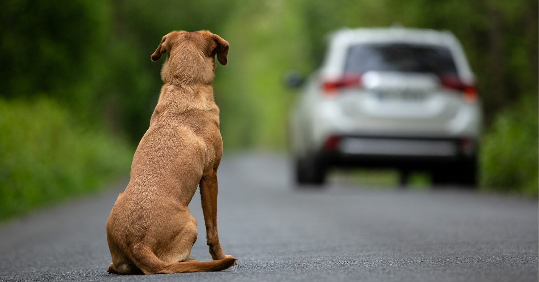 Χτύπησες γάτα ή σκύλο με το αυτοκίνητο - To υψηλό πρόστιμο που σε περιμένει
