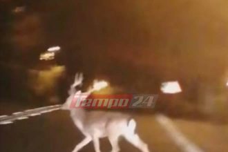 Ελάφι πάνω από το παλιό Χάραμα! Δυστυχώς όμως... δεν φαίνεται να ζει! ΦΩΤΟ