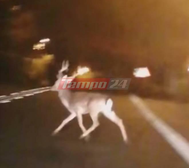 Ελάφι πάνω από το παλιό Χάραμα! Δυστυχώς όμως... δεν φαίνεται να ζει! ΦΩΤΟ